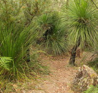 Grass Tree Circuit