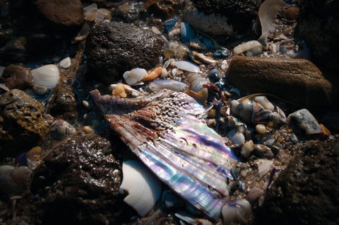 Point Cook Marine Sanctuary - Kempsey Accommodation 1