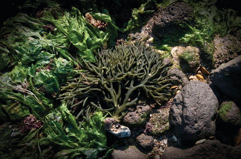 Point Cook Marine Sanctuary - Kempsey Accommodation 2