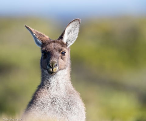 The Sole Walk At Hillocks Drive - Kempsey Accommodation 1