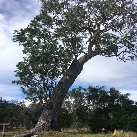 Bilston's Tree - Kempsey Accommodation 0