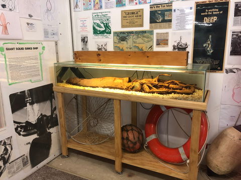 George The Giant Squid Display, Wallaroo - Kempsey Accommodation 0