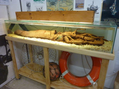 George The Giant Squid Display, Wallaroo - Kempsey Accommodation 1