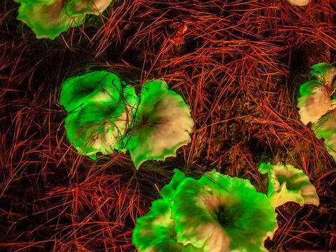 Ghost Mushroom Lane - Kempsey Accommodation 0