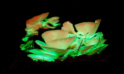 Ghost Mushroom Lane - Kempsey Accommodation 1