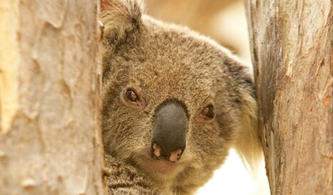 Koala Reserve - Kempsey Accommodation 0