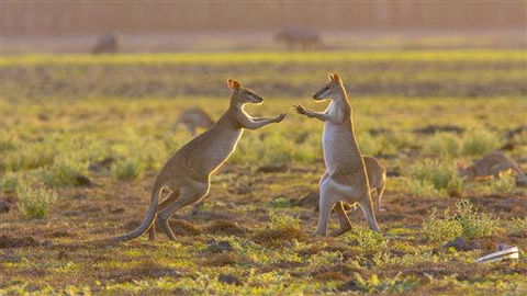 Mary River Area - Kempsey Accommodation 0