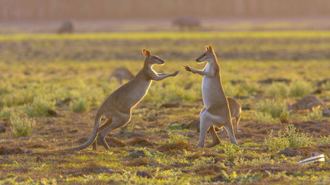 Mary River Area - Kempsey Accommodation 1