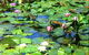 Mt Coot-tha Tourist Drive - thumb 1