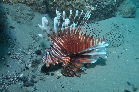 The Pines Dive Site - Kempsey Accommodation 1