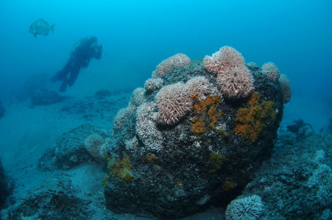 The Pines Dive Site - Kempsey Accommodation 2