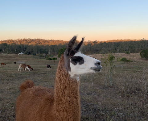 The Llama Farm - Kempsey Accommodation 0