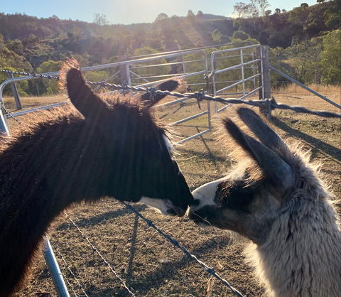 The Llama Farm - Kempsey Accommodation 1