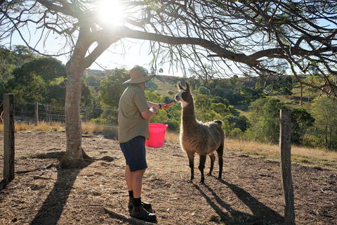 The Llama Farm - Kempsey Accommodation 2