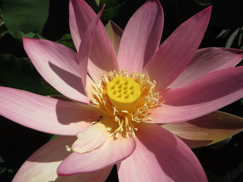 Wallis Creek Water Garden - Kempsey Accommodation 0