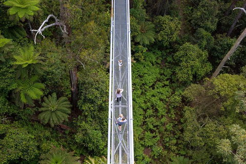 Illawarra Fly Treetop Adventures Treetop Walk Admission Ticket - Kempsey Accommodation 4