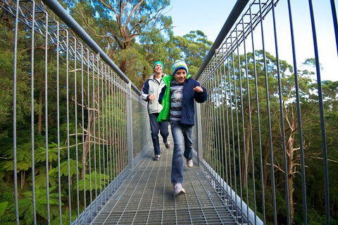Illawarra Fly Treetop Adventures Treetop Walk Admission Ticket - Kempsey Accommodation 7