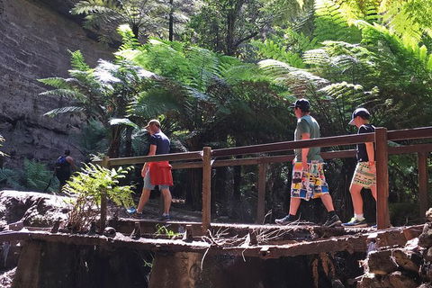 Glow Worm Tunnel Hike - Kempsey Accommodation 0