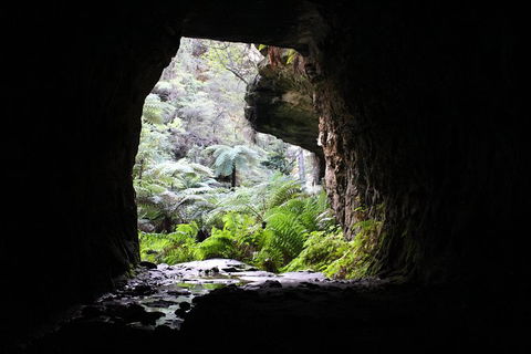Glow Worm Tunnel Hike - Kempsey Accommodation 1