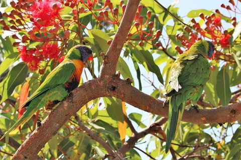 Half Day Manly Beach And More - Kempsey Accommodation 10
