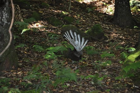 All-Inclusive Blue Mountains Tour In A Luxury Mercedes Sprinter - Kempsey Accommodation 5