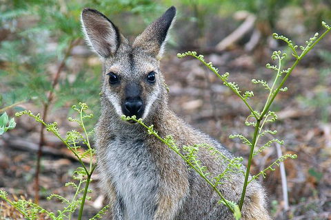 Wollemi Twilight Wildlife Tour - Kempsey Accommodation 2