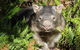 Wollemi Twilight Wildlife Tour - thumb 1
