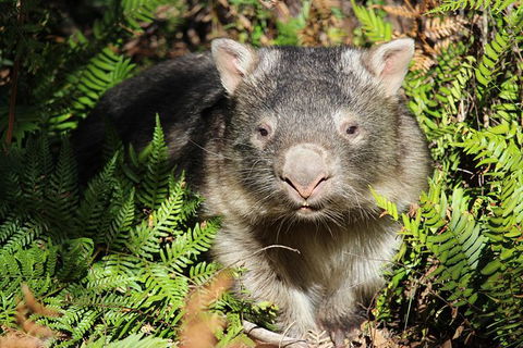 Wollemi Twilight Wildlife Tour - Kempsey Accommodation 1
