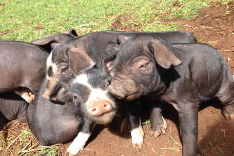 Paddock To Plate Farm Tour And Tasting - Kempsey Accommodation 9