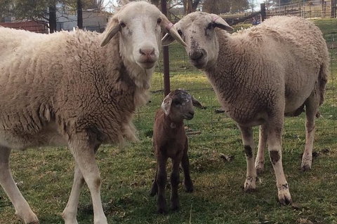 Paddock To Plate Farm Tour And Tasting - Kempsey Accommodation 7