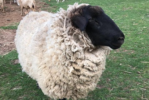Paddock To Plate Farm Tour And Tasting - Kempsey Accommodation 3