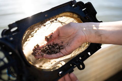 Oyster Farm Tour- Hawkesbury River (1hr North Of Sydney). - Kempsey Accommodation 5