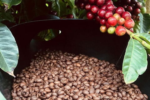 Coffee Farm Tour And Workshop, Byron Bay Hinterland - Kempsey Accommodation 1