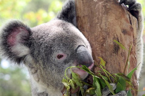 Private 10-hour Tour To Blue Mountains From Sydney - Hotel Pick Up & Drop Off - Kempsey Accommodation 2