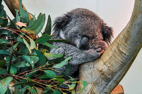 Blue Mountains Highlights, Wildlife Park And Scenic World Full Day Private Tour - Kempsey Accommodation 1
