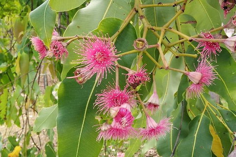 Full-Day Private Guided Tour To Litchfield National Park - Kempsey Accommodation 5