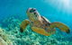 All Inclusive Dolphin And Tangalooma Wrecks Cruise - thumb 6
