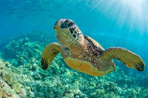 All Inclusive Dolphin And Tangalooma Wrecks Cruise - Kempsey Accommodation 6