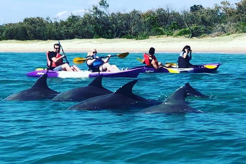 Half Day Dolphin Kayaking And Snorkeling Tour - Kempsey Accommodation 1
