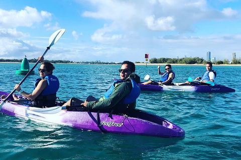 Half Day Dolphin Kayaking And Snorkeling Tour - Kempsey Accommodation 5