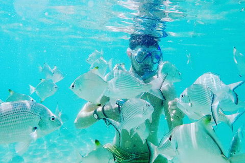Half Day Dolphin Kayaking And Snorkeling Tour - Kempsey Accommodation 3