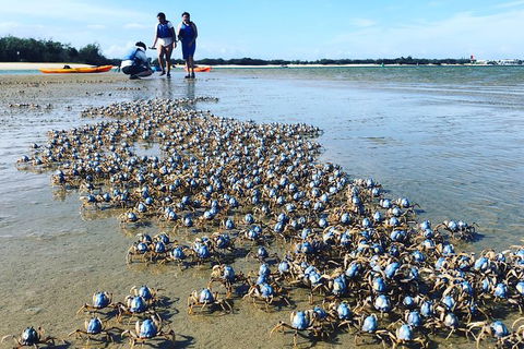 Half Day Dolphin Kayaking And Snorkeling Tour - Kempsey Accommodation 10