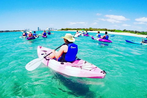 Half Day Dolphin Kayaking And Snorkeling Tour - Kempsey Accommodation 0