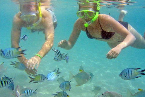 Half Day Dolphin Kayaking And Snorkeling Tour - Kempsey Accommodation 4