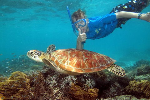 Ocean Spirit Michaelmas Cay Dive And Snorkel Cruise From Cairns - Kempsey Accommodation 6