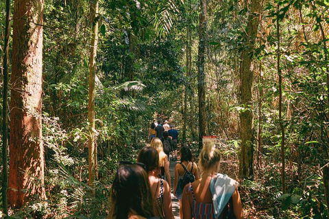 Atherton Tablelands Waterfalls And Rainforest Day Tour Departing Cairns - Kempsey Accommodation 10