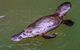 Reef, Wildlife & Rainforest - Reef & Beyond Guided Holidays - thumb 7