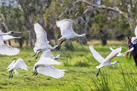 Reef, Wildlife & Rainforest - Reef & Beyond Guided Holidays - Kempsey Accommodation 1