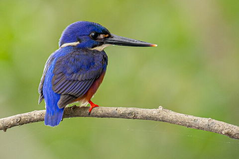 Daintree River Sunset Cruise - Kempsey Accommodation 7