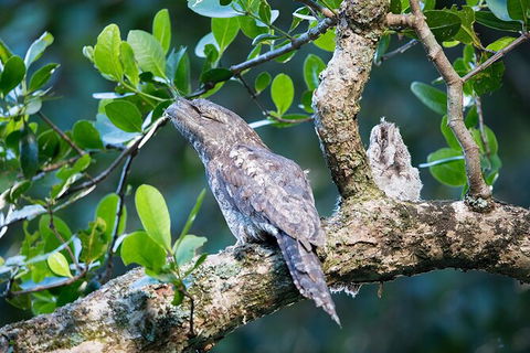 Daintree River Sunset Cruise - Kempsey Accommodation 4